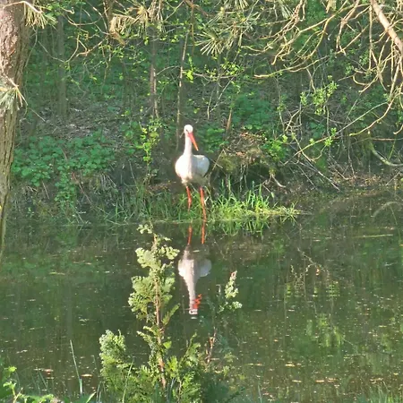 Dom W Lesie Лукта